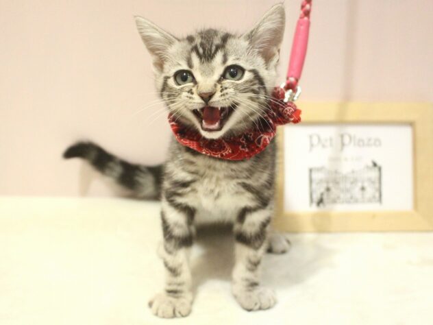 兵庫県のアメリカンショートヘアー (ペット・プラザ アミーゴ明石魚住店/2025年10月1日生まれ/女の子/シルバークラシックタビー)の子猫の2枚目の画像