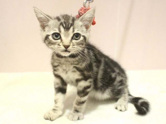 兵庫県のアメリカンショートヘアー (ペット・プラザ アミーゴ明石魚住店/2025年10月1日生まれ/女の子/シルバークラシックタビー)の子猫の3枚目の画像