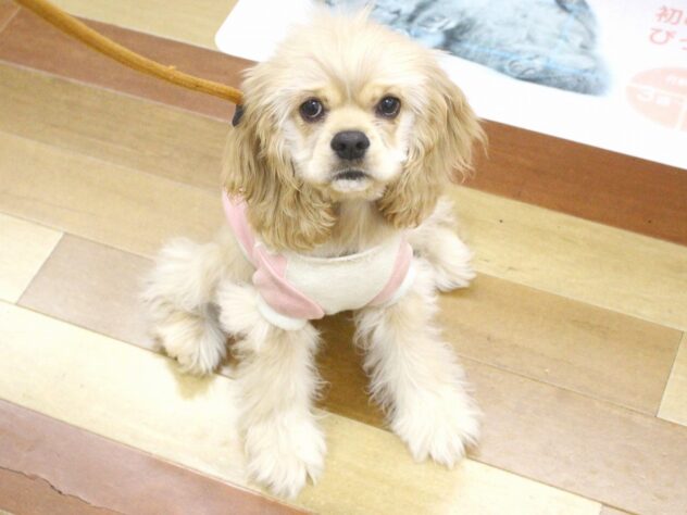 兵庫県のアメリカンコッカースパニエル (ペット・プラザ アミーゴ明石魚住店/2025年7月20日生まれ/女の子/バフ)の子犬の1枚目の画像