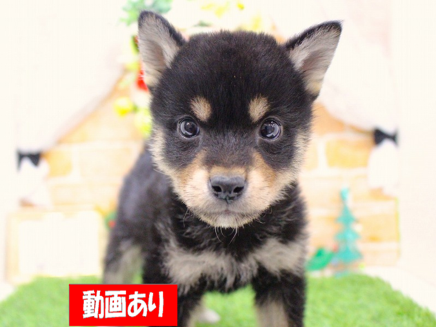 兵庫県の柴犬(標準サイズ) (ペット・プラザ アミーゴ三田店/2025年10月17日生まれ/男の子/黒)の子犬の1枚目の画像