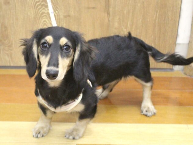 兵庫県のミニチュアダックスフンド(ロング) (ペット・プラザ アミーゴ明石魚住店/2025年6月8日生まれ/男の子/ブラックイエロー)の子犬の1枚目の画像