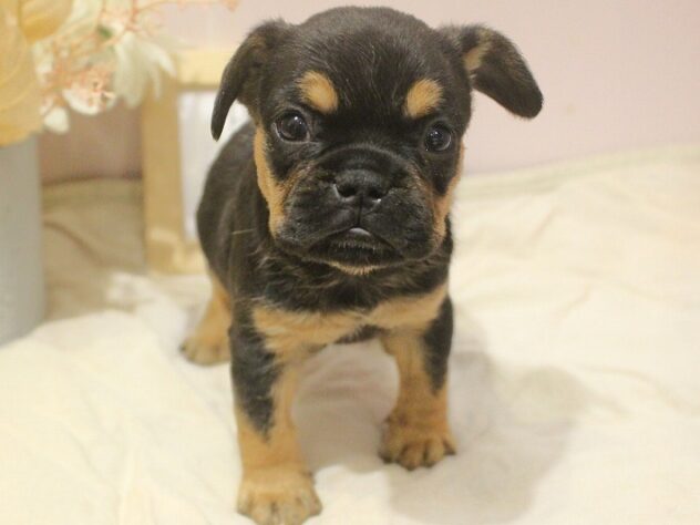 兵庫県のハーフ犬・ミックス犬 (ペット・プラザ アミーゴ明石魚住店/2025年10月10日生まれ/男の子/ブラックタン)の子犬の2枚目の画像