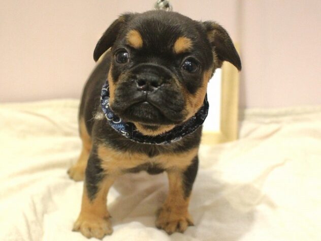 兵庫県のハーフ犬・ミックス犬 (ペット・プラザ アミーゴ明石魚住店/2025年10月10日生まれ/男の子/ブラックタン)の子犬の3枚目の画像