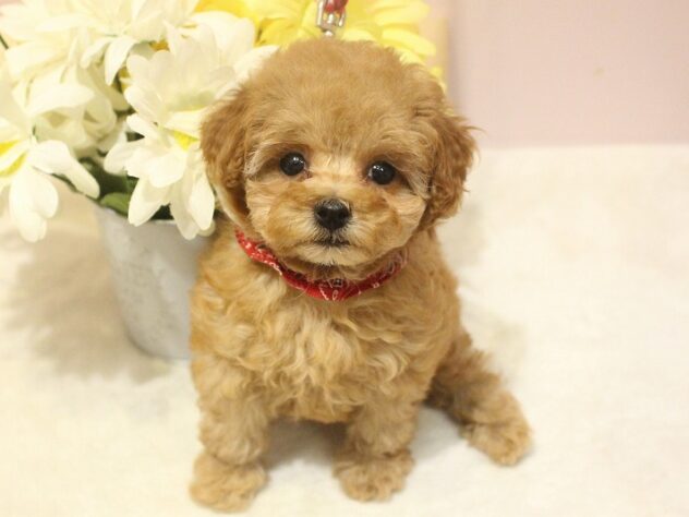 兵庫県のトイプードル(トイ) (ペット・プラザ アミーゴ明石魚住店/2025年10月8日生まれ/女の子/アプリコット)の子犬の1枚目の画像