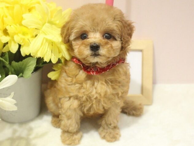 兵庫県のトイプードル(トイ) (ペット・プラザ アミーゴ明石魚住店/2025年10月8日生まれ/女の子/アプリコット)の子犬の2枚目の画像