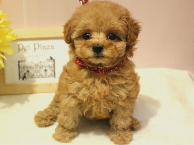 兵庫県のトイプードル(トイ) (ペット・プラザ アミーゴ明石魚住店/2025年10月8日生まれ/女の子/アプリコット)の子犬の3枚目の画像