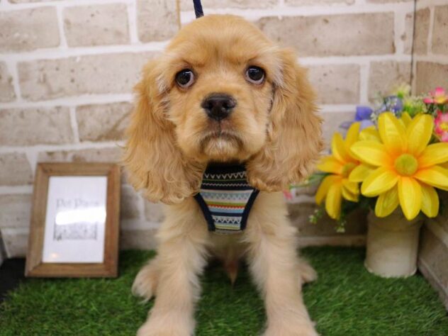 兵庫県のアメリカンコッカースパニエル (ペット・プラザ アミーゴ神戸西店/2025年9月15日生まれ/男の子/バフ)の子犬の1枚目の画像