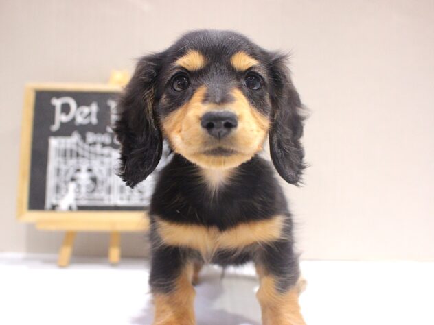 兵庫県のカニンヘンダックスフンド(ロング) (ペット・プラザ アミーゴつかしん店/2025年10月6日生まれ/男の子/ブラックタン)の子犬の1枚目の画像