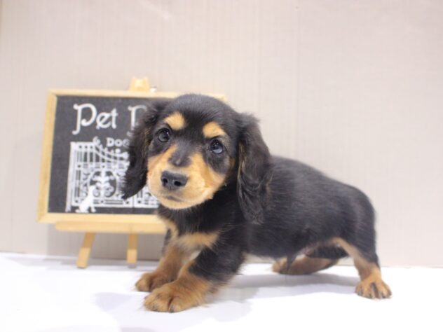 兵庫県のカニンヘンダックスフンド(ロング) (ペット・プラザ アミーゴつかしん店/2025年10月6日生まれ/男の子/ブラックタン)の子犬の2枚目の画像