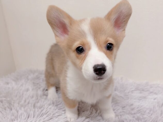 茨城県のウェルシュコーギーペンブローク (アミーゴ神栖店/2025年10月13日生まれ/女の子/レッドホワイト)の子犬の2枚目の画像