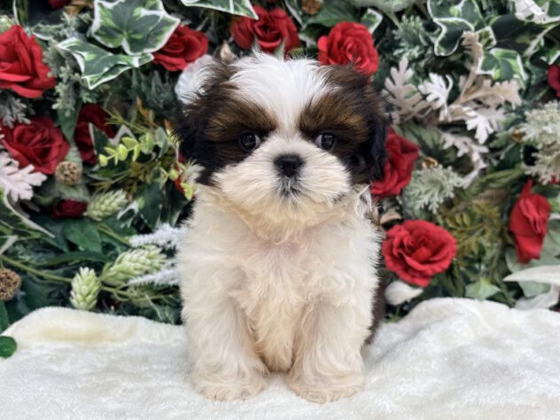 福島県のシーズー (アミーゴ郡山南店/2025年10月14日生まれ/女の子/ホワイトゴールド)の子犬