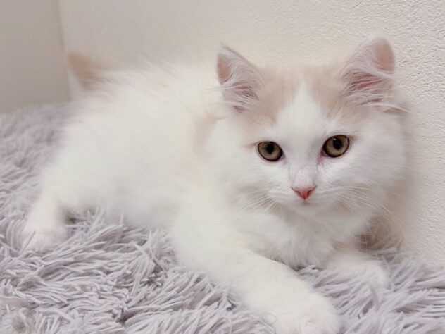 茨城県のスコティッシュフォールド (アミーゴ神栖店/2025年10月29日生まれ/女の子/クリームタビーホワイト)の子猫の4枚目の画像
