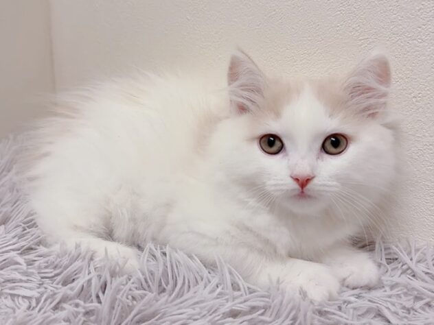 茨城県のスコティッシュフォールド (アミーゴ神栖店/2025年10月29日生まれ/女の子/クリームタビーホワイト)の子猫の1枚目の画像
