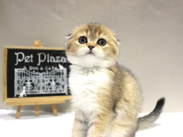 兵庫県のスコティッシュフォールド (ペット・プラザ アミーゴつかしん店/2025年10月8日生まれ/女の子/ブラウンマッカレルタビーホワイト)の子猫の3枚目の画像