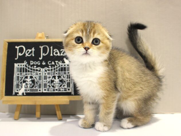 兵庫県のスコティッシュフォールド (ペット・プラザ アミーゴつかしん店/2025年10月8日生まれ/女の子/ブラウンマッカレルタビーホワイト)の子猫の1枚目の画像