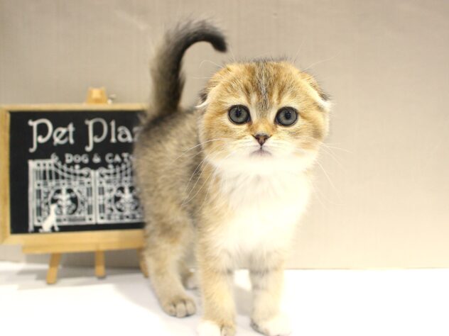 兵庫県のスコティッシュフォールド (ペット・プラザ アミーゴつかしん店/2025年10月8日生まれ/女の子/ブラウンマッカレルタビーホワイト)の子猫の2枚目の画像