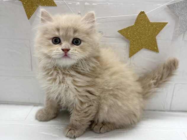 福島県のスコティッシュフォールド (アミーゴ郡山南店/2025年10月7日生まれ/男の子/クリームタビー)の子猫