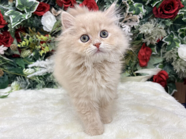 福島県のスコティッシュフォールド (アミーゴ郡山南店/2025年10月7日生まれ/男の子/クリームタビー)の子猫