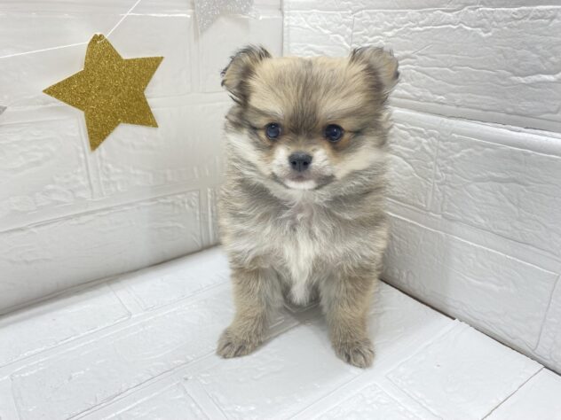 福島県のハーフ犬・ミックス犬 (アミーゴ郡山南店/2025年10月3日生まれ/女の子/セーブル)の子犬