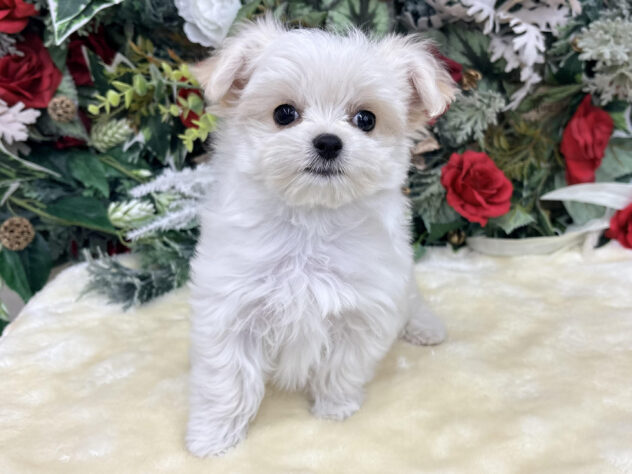 福島県のハーフ犬・ミックス犬 (アミーゴ郡山南店/2025年9月23日生まれ/女の子/クリーム)の子犬