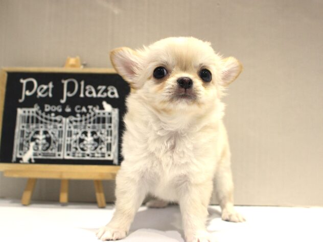 兵庫県のチワワ(ロング) (ペット・プラザ アミーゴつかしん店/2025年10月9日生まれ/男の子/クリーム)の子犬の3枚目の画像