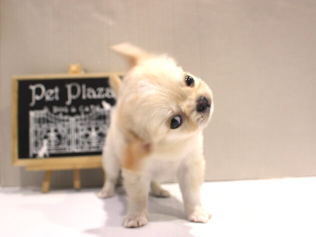 兵庫県のチワワ(ロング) (ペット・プラザ アミーゴつかしん店/2025年10月9日生まれ/男の子/クリーム)の子犬の4枚目の画像