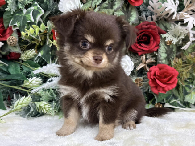 福島県のチワワ(ロング) (アミーゴ郡山南店/2025年9月23日生まれ/男の子/チョコレートタンホワイト)の子犬