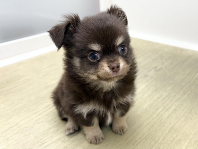 福島県のチワワ(ロング) (アミーゴ郡山南店/2025年9月23日生まれ/男の子/チョコレートタンホワイト)の子犬