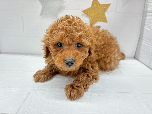 福島県のトイプードル(トイ) (アミーゴ郡山南店/2025年10月9日生まれ/男の子/レッド)の子犬