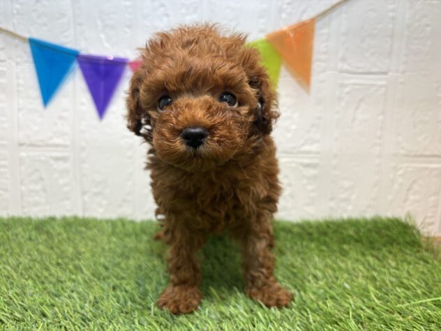 福島県のトイプードル(トイ) (アミーゴ郡山南店/2025年9月20日生まれ/女の子/レッド)の子犬