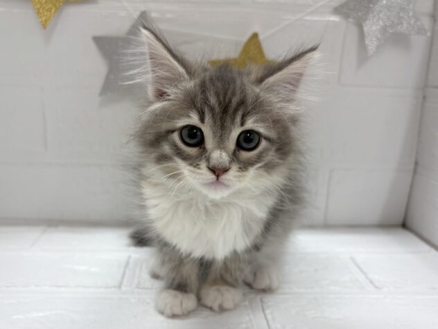 福島県のノルウェージャンフォレストキャット (アミーゴ郡山南店/2025年10月10日生まれ/女の子/ブルーパッチドタビーホワイト)の子猫