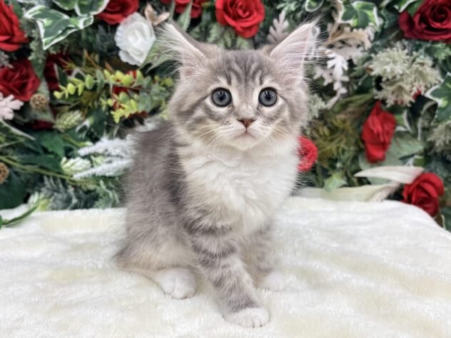 福島県のノルウェージャンフォレストキャット (アミーゴ郡山南店/2025年10月10日生まれ/女の子/ブルーパッチドタビーホワイト)の子猫