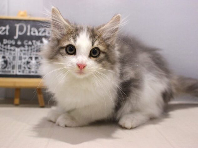 兵庫県のノルウェージャンフォレストキャット (ペット・プラザ アミーゴつかしん店/2025年9月20日生まれ/男の子/ブルータビー)の子猫の2枚目の画像