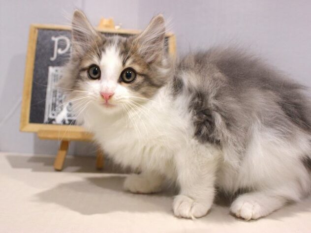 兵庫県のノルウェージャンフォレストキャット (ペット・プラザ アミーゴつかしん店/2025年9月20日生まれ/男の子/ブルータビー)の子猫の3枚目の画像