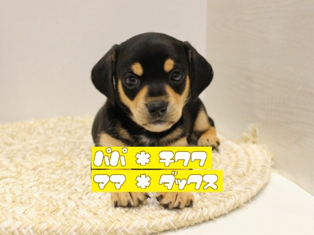 兵庫県のチワックス(チワワ×ダックス) (ペット・プラザ アミーゴつかしん店/2025年9月6日生まれ/男の子/ブラックタン)の子犬の1枚目の画像