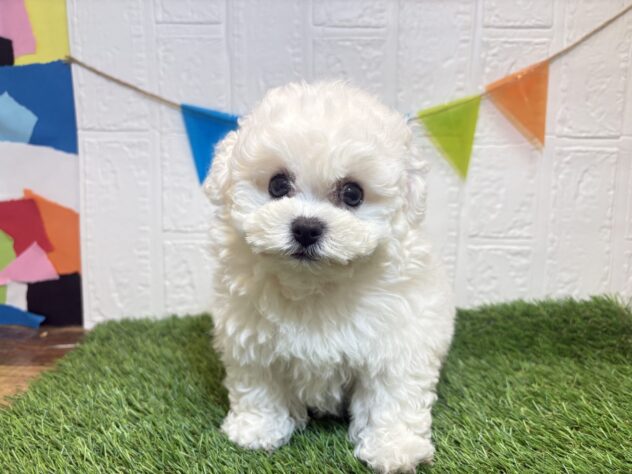 福島県のビションフリーゼ (アミーゴ郡山南店/2025年10月19日生まれ/男の子/ホワイト)の子犬