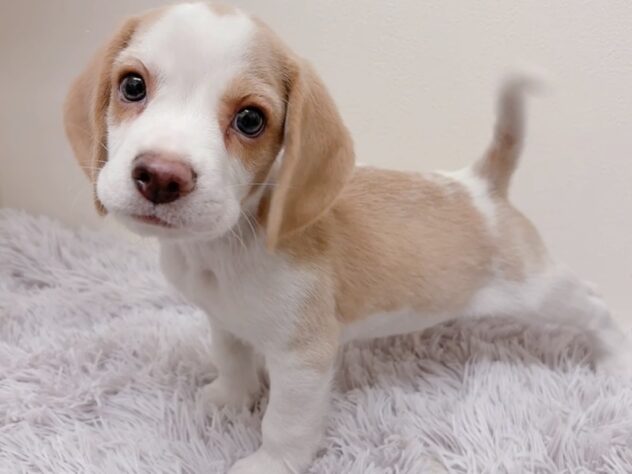 茨城県のビーグル (アミーゴ神栖店/2025年10月7日生まれ/男の子/レモンホワイト)の子犬