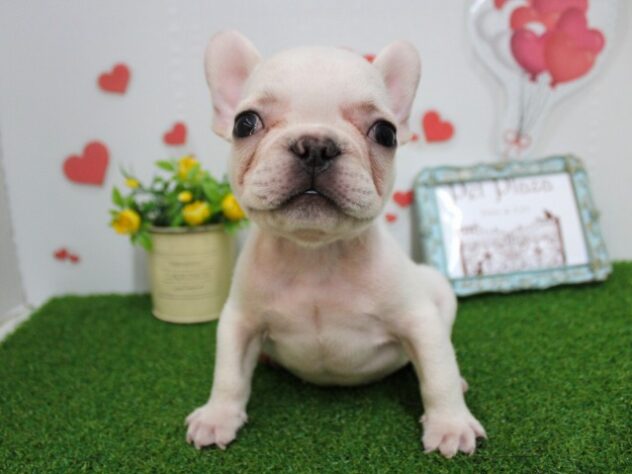 兵庫県のフレンチブルドッグ (ペット・プラザ アミーゴつかしん店/2025年9月13日生まれ/男の子/ホワイト)の子犬の1枚目の画像