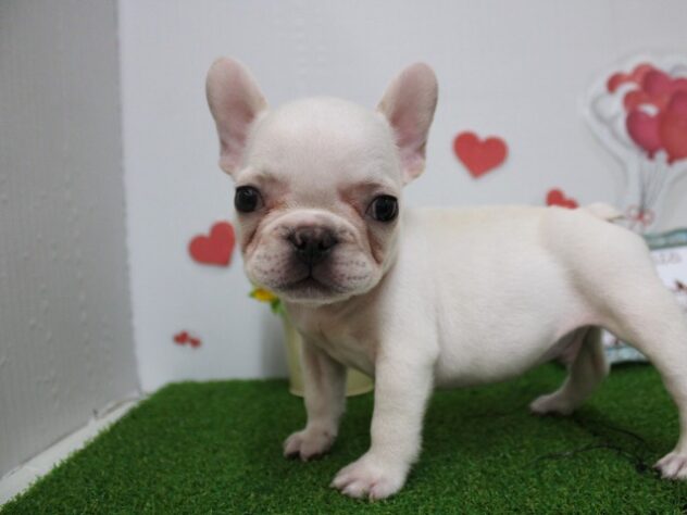 兵庫県のフレンチブルドッグ (ペット・プラザ アミーゴつかしん店/2025年9月13日生まれ/男の子/ホワイト)の子犬の2枚目の画像