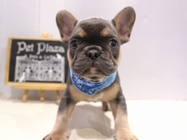 兵庫県のフレンチブルドッグ (ペット・プラザ アミーゴつかしん店/2025年10月5日生まれ/男の子/ブルータン)の子犬の1枚目の画像