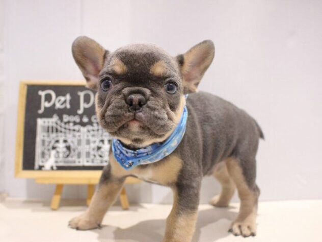 兵庫県のフレンチブルドッグ (ペット・プラザ アミーゴつかしん店/2025年10月5日生まれ/男の子/ブルータン)の子犬の3枚目の画像