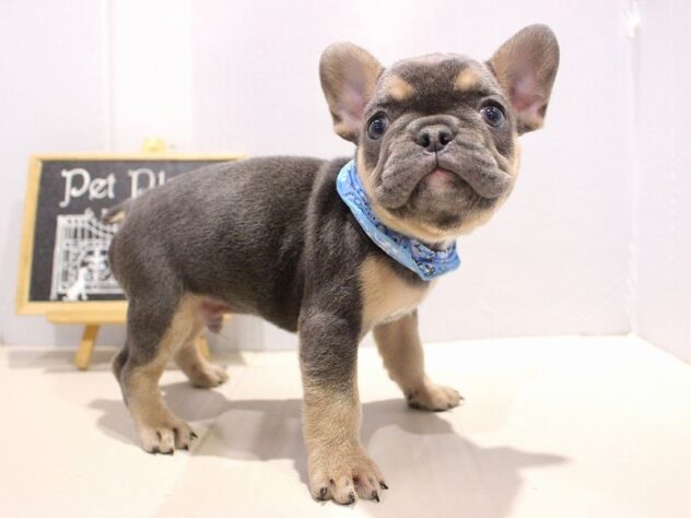 兵庫県のフレンチブルドッグ (ペット・プラザ アミーゴつかしん店/2025年10月5日生まれ/男の子/ブルータン)の子犬の2枚目の画像