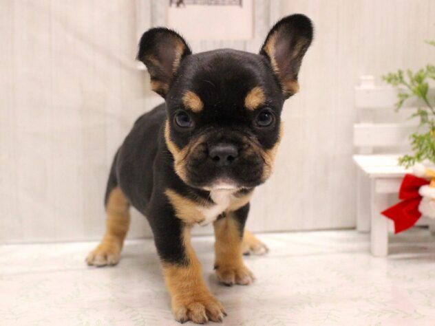 兵庫県のフレンチブルドッグ (ペット・プラザ アミーゴ加古川店/2025年9月29日生まれ/男の子/ブラックタン)の子犬の1枚目の画像