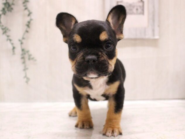 兵庫県のフレンチブルドッグ (ペット・プラザ アミーゴ加古川店/2025年9月29日生まれ/男の子/ブラックタン)の子犬の2枚目の画像