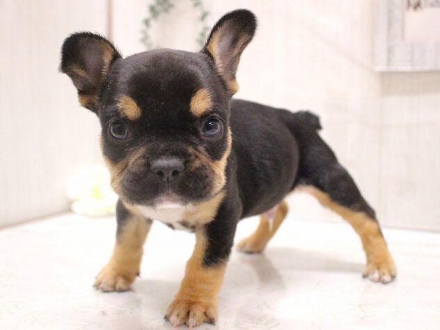 兵庫県のフレンチブルドッグ (ペット・プラザ アミーゴ加古川店/2025年9月29日生まれ/男の子/ブラックタン)の子犬の3枚目の画像