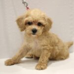 兵庫県のトイプードル(トイ) (ペット・プラザ アミーゴつかしん店/2025年8月17日生まれ/女の子/クリーム)の子犬