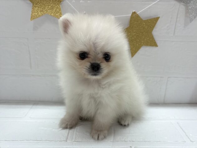 福島県のポメラニアン (アミーゴ郡山南店/2025年10月14日生まれ/女の子/クリーム)の子犬