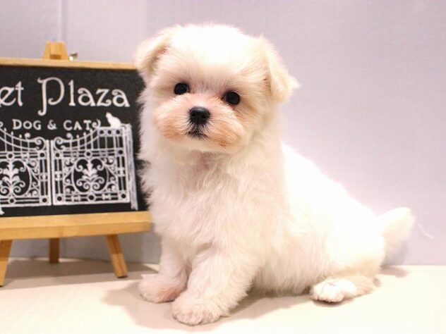 兵庫県のマルチーズ (ペット・プラザ アミーゴつかしん店/2025年10月4日生まれ/女の子/ホワイト)の子犬の4枚目の画像