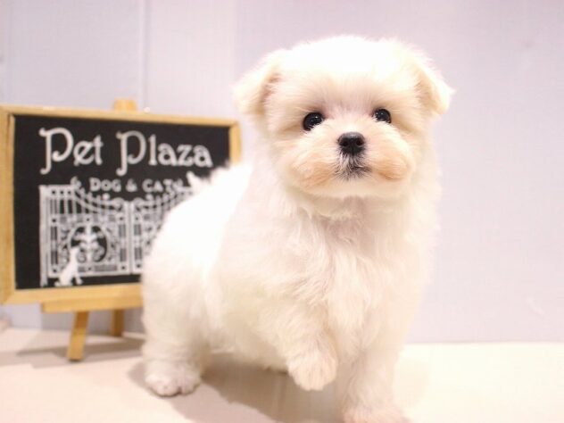 兵庫県のマルチーズ (ペット・プラザ アミーゴつかしん店/2025年10月4日生まれ/女の子/ホワイト)の子犬の2枚目の画像