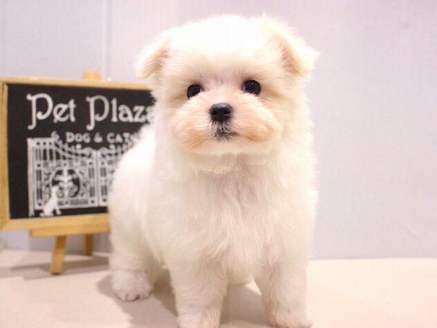 兵庫県のマルチーズ (ペット・プラザ アミーゴつかしん店/2025年10月4日生まれ/女の子/ホワイト)の子犬の3枚目の画像